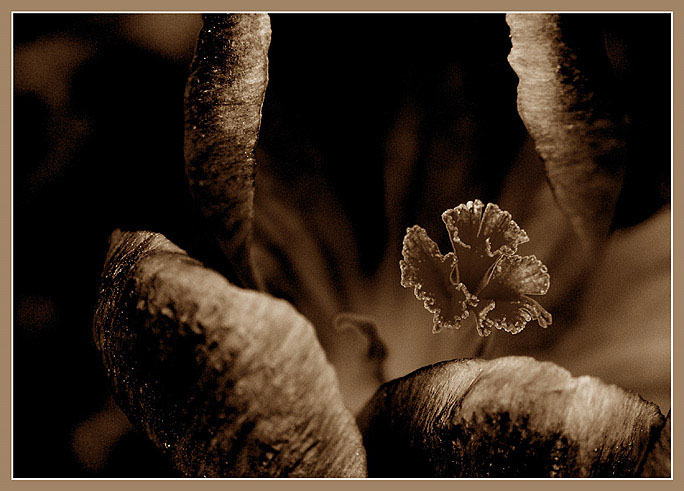 krokus