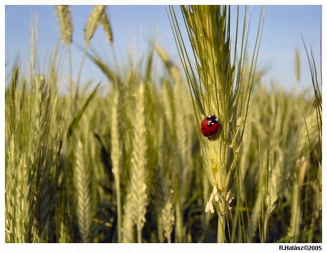 Wheat&Ladybird