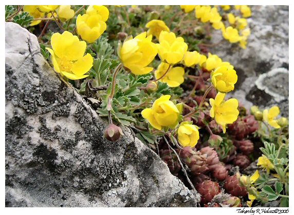 Rock Rose
