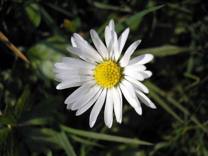 Sedmikráska
