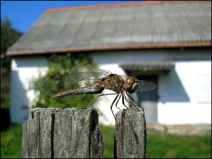 Vážka