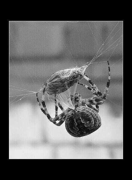 Ještě zabalit a sváča je hotova