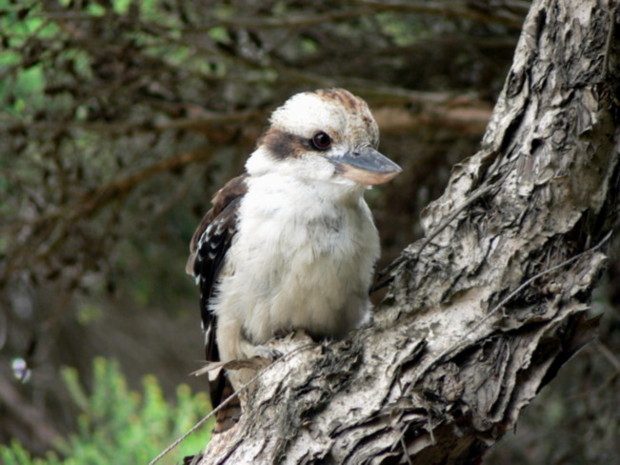 Kookaburra
