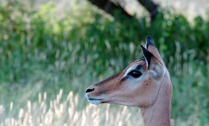 Impala