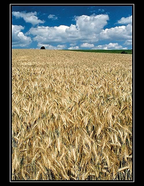 Podhůří Krkonoš