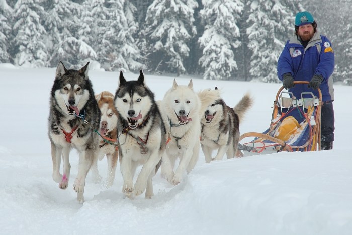 Závod psích spřežení
