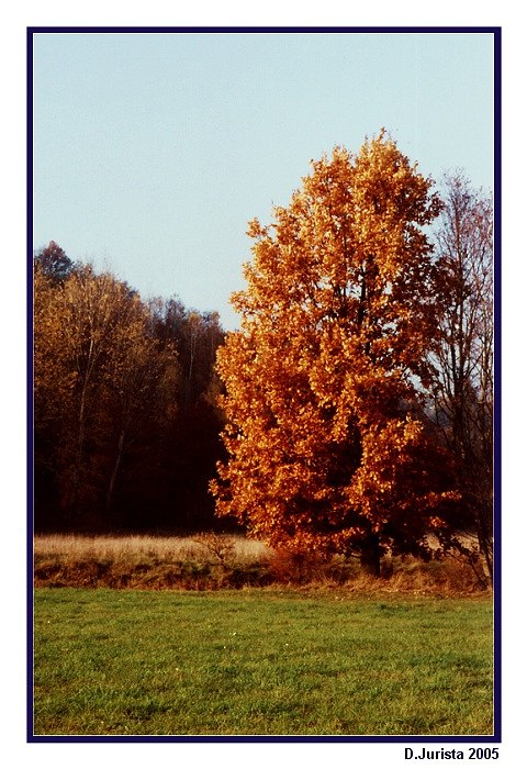 Podzimní stromy IV.