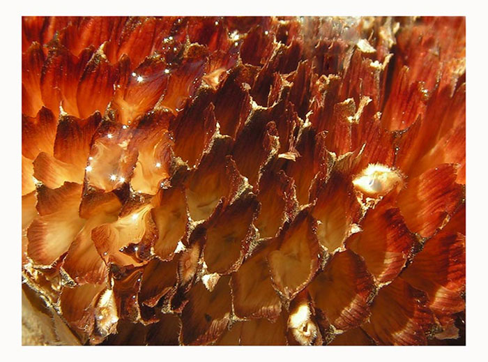 sluneční plamínky