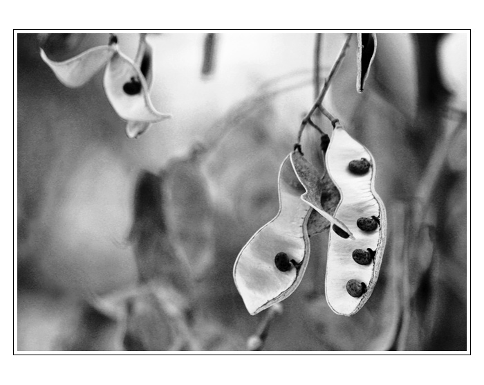  - Beans -