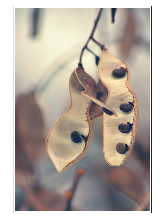 - Beans II -