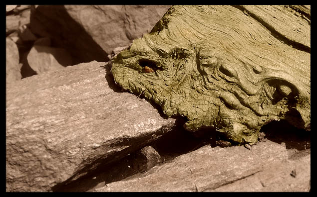 Kamenožrout obecný