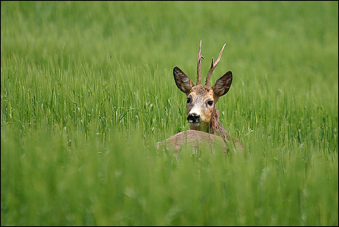 srnec v obilí