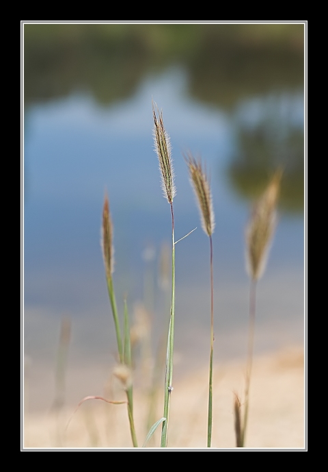Traviny na  břehu jezírka