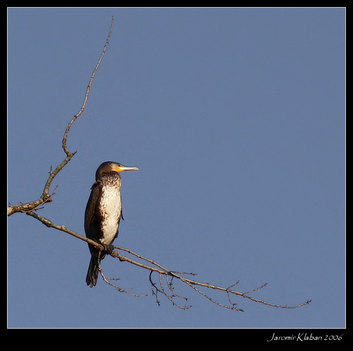 Kormorán ze Středních Čech