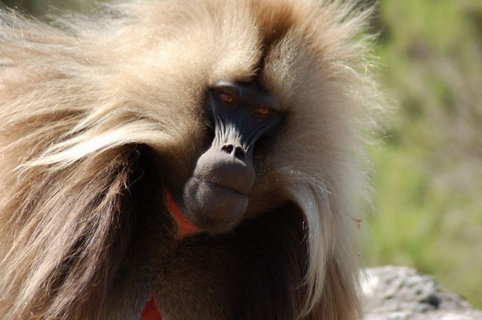 Gelada baboon