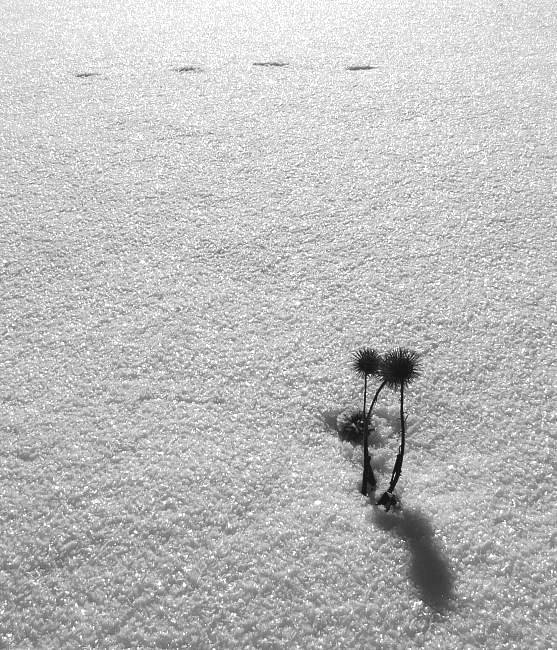 ...čtyři stopy ve sněhu...