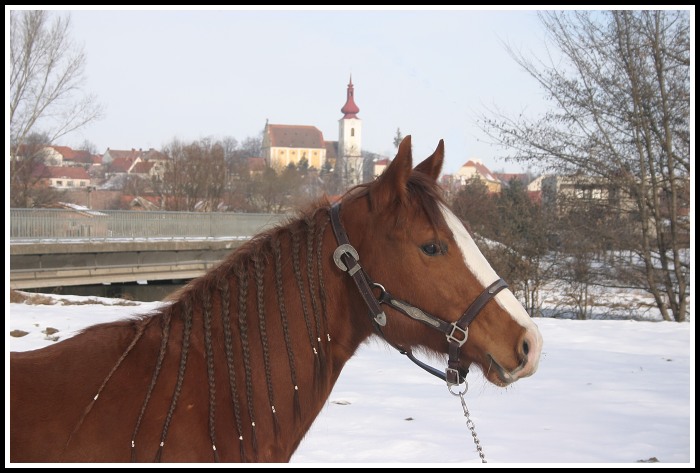 kobylka Amy