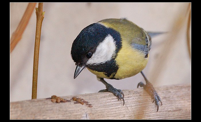 Co jsem to udělala ?