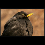 Heee-pšííík ... to mám ale  rýmu