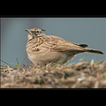 Chocholouš obecný - podruhé