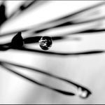 slzy v jehličí IV.