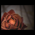  - rose -