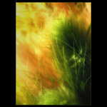  - dreaming II. -