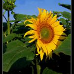 Jen tak - slunečnice pro radost