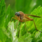 Číhání na kořist