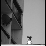 Člověče, člověče...