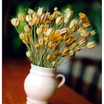 ze života sušených květin