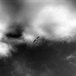 ..:Free:..