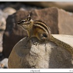 CHIPMUNK