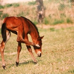 Potvora moucha.