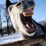 madam, tak to byl teda fór...