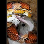 Je čas udělat dětem Pápá