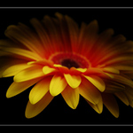 flower - flame thrower