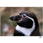 ..::: tučňák humboldtův:::..