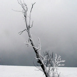 Hvězda stříbrného plátna