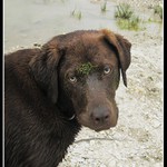 Princezná so zelenou hviezdou na čele