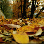 podzimní cesta domů