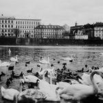 Labutě, jaro 1990