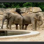 Sloníci (zoo 2004)