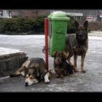 Čekání na páníčka