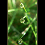 V jedno včasné letné ráno