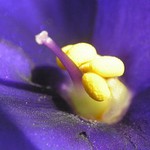 Pasáček a jeho ovečky