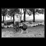 Baca Rada pes a ovecky