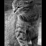 Nebezpečný pohľad