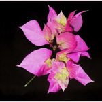 bungavilea