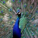 Kto ma krajsie perie ?